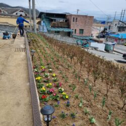 1단계(키움) 비안면 이두2리 - 꽃밭조성