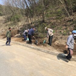 2단계(채움) 점곡면 황룡2리 - 단풍나무 심기