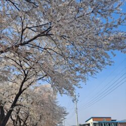 금성마을학교 4차시 - 남대천 벚꽃축제