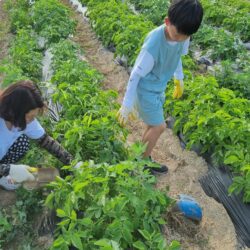 단북마을학교 10차시 - 감자밭에~